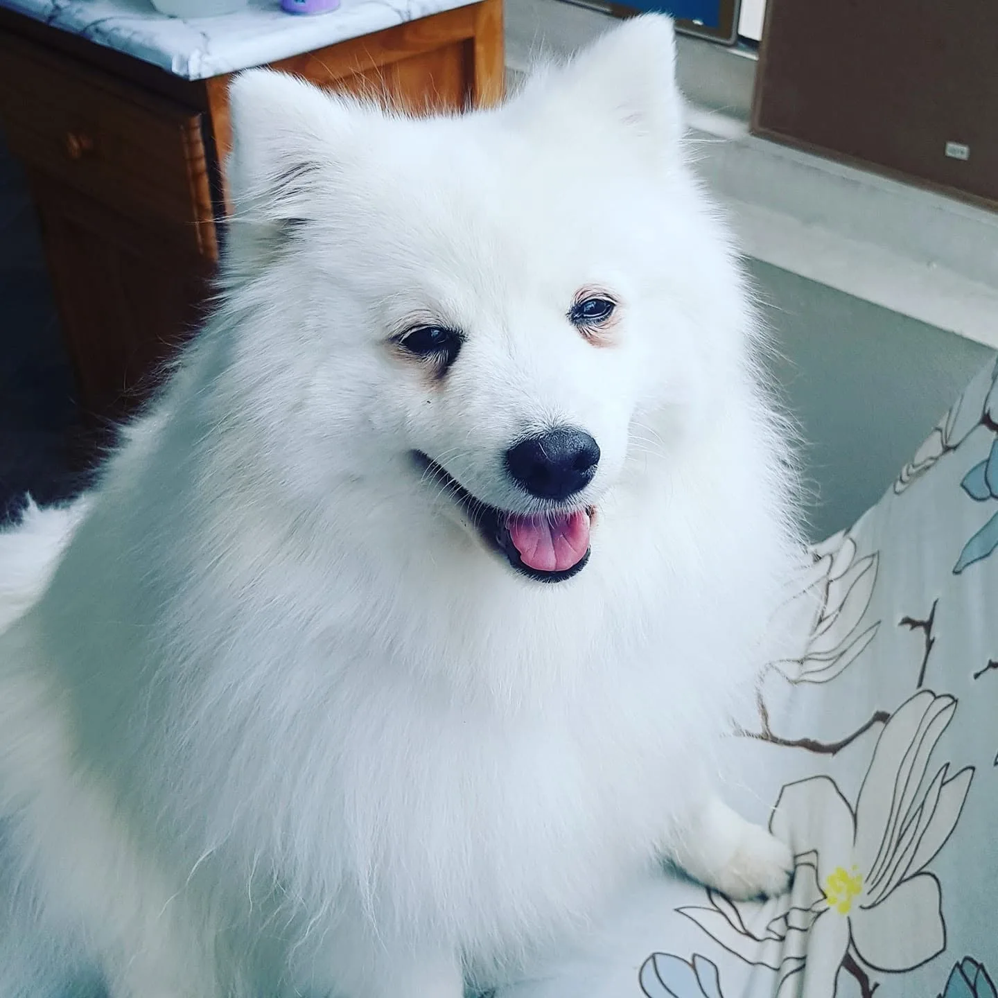 A white double-coated spitz-type dog — the brand's own chosen face