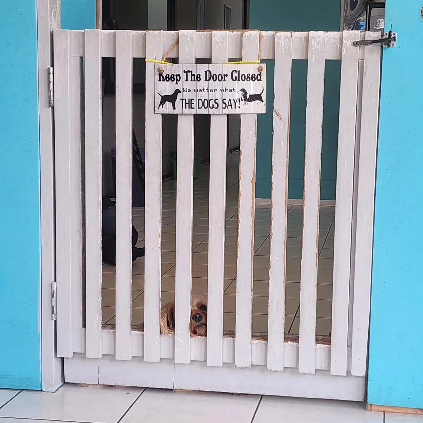 The white timber picket gate at FURever Friends, a small tan dog's face pushed through the slats — the hand-lettered Keep The Door Closed sign hanging above