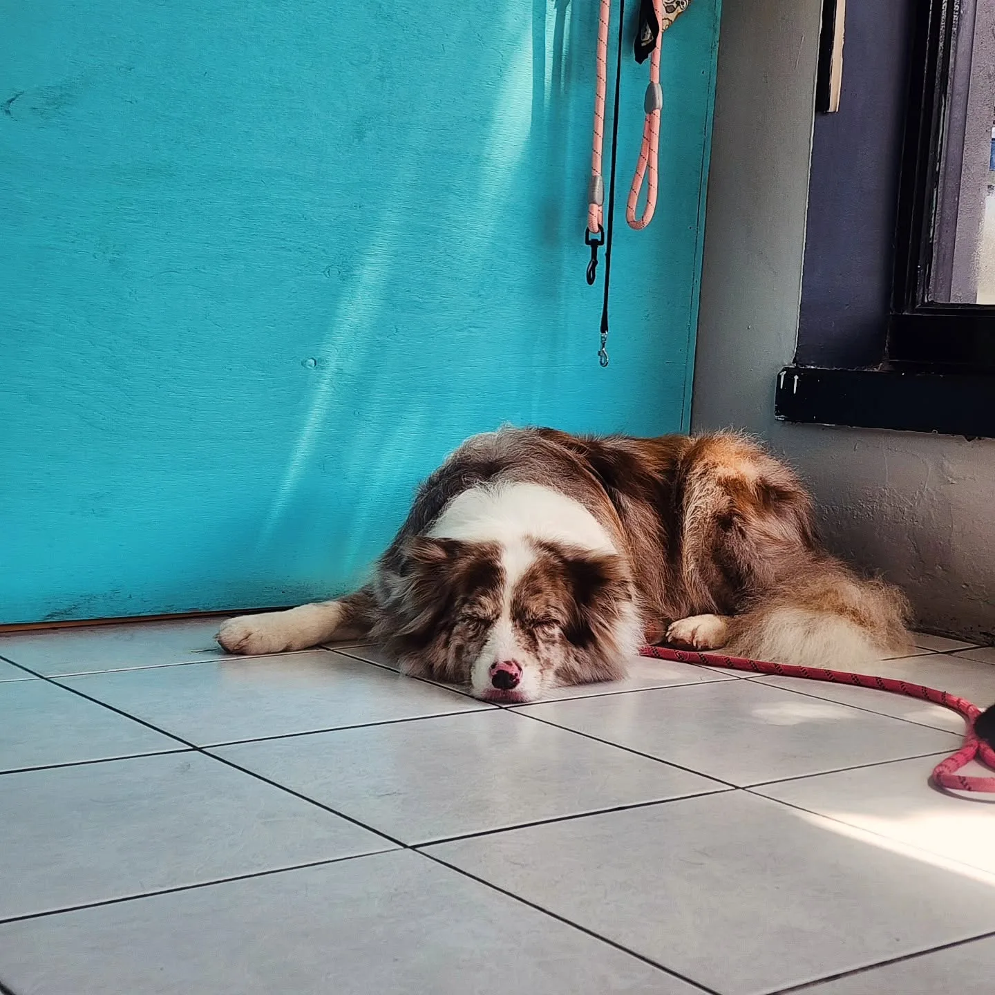 A red-merle Australian Shepherd asleep on white tile in a sunbeam, turquoise wall behind