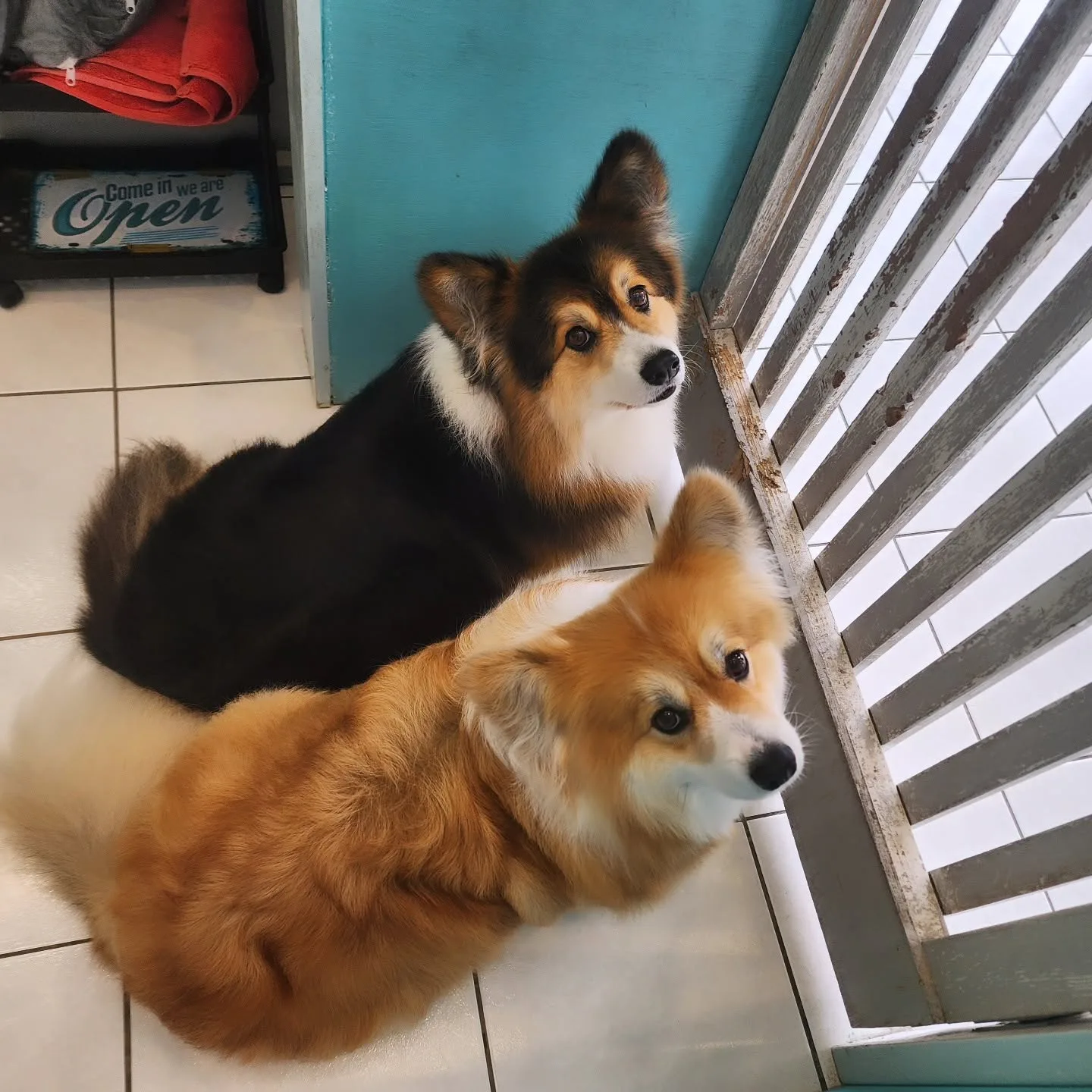 Two corgis sitting on white tile looking up at the camera inside the salon — a Come In we are Open tin sign on the shelf above