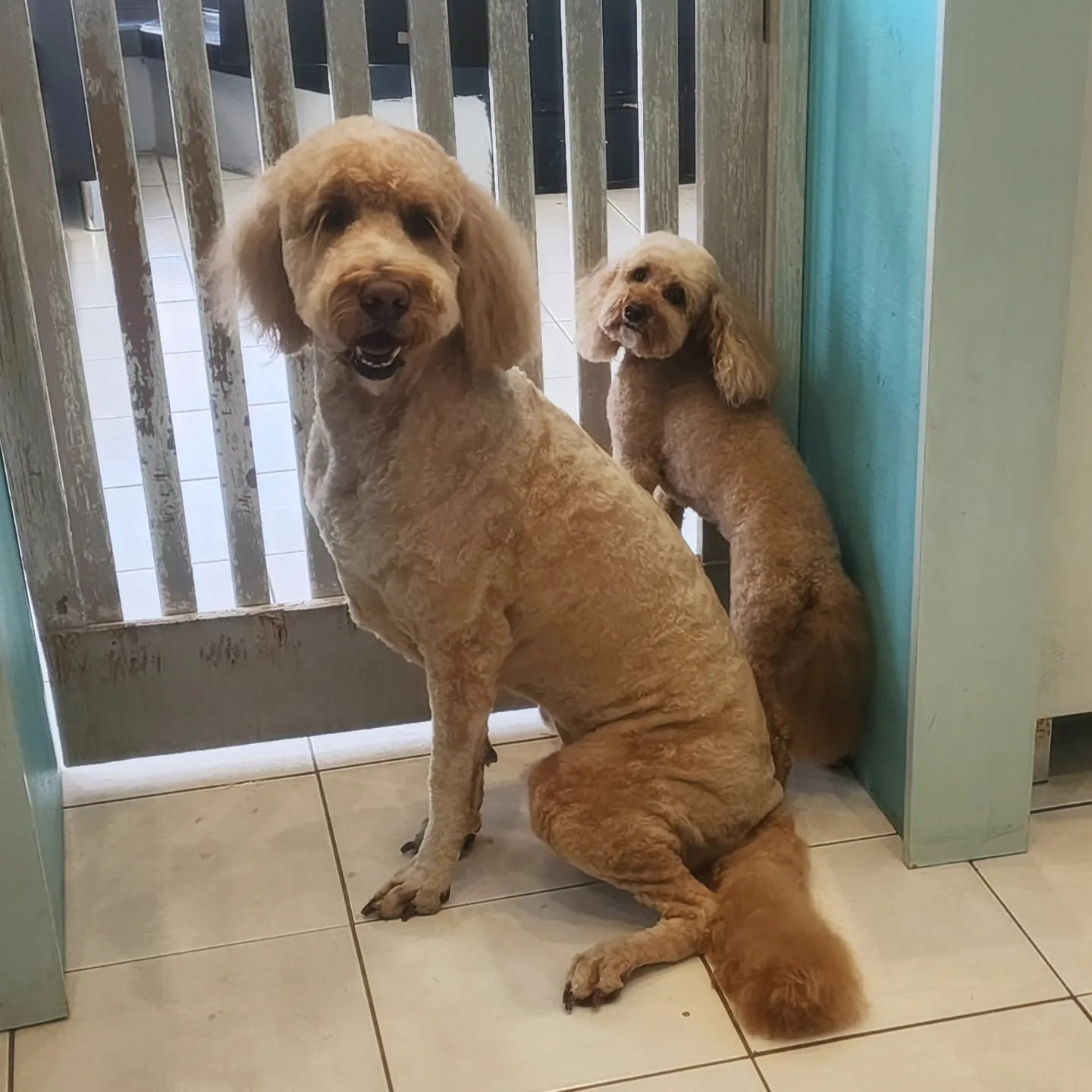 Two apricot poodles, freshly clipped, sitting by the white picket gate against the turquoise wall