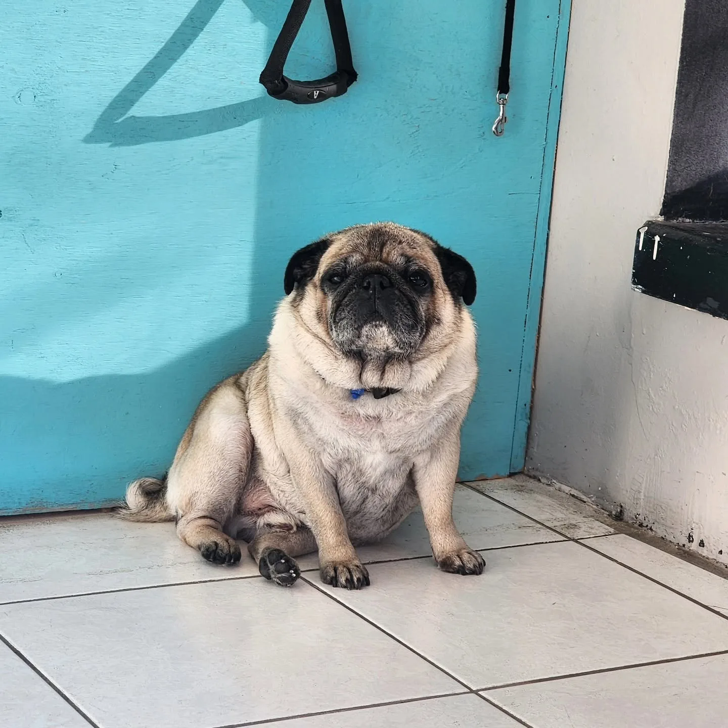 A fawn pug sitting on white tile against the turquoise wall