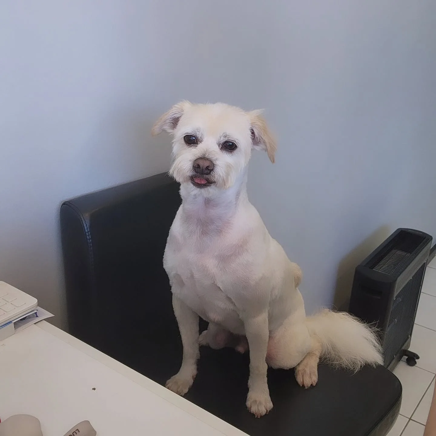 A small white terrier-cross, freshly groomed with a plumed tail, sitting on a black chair