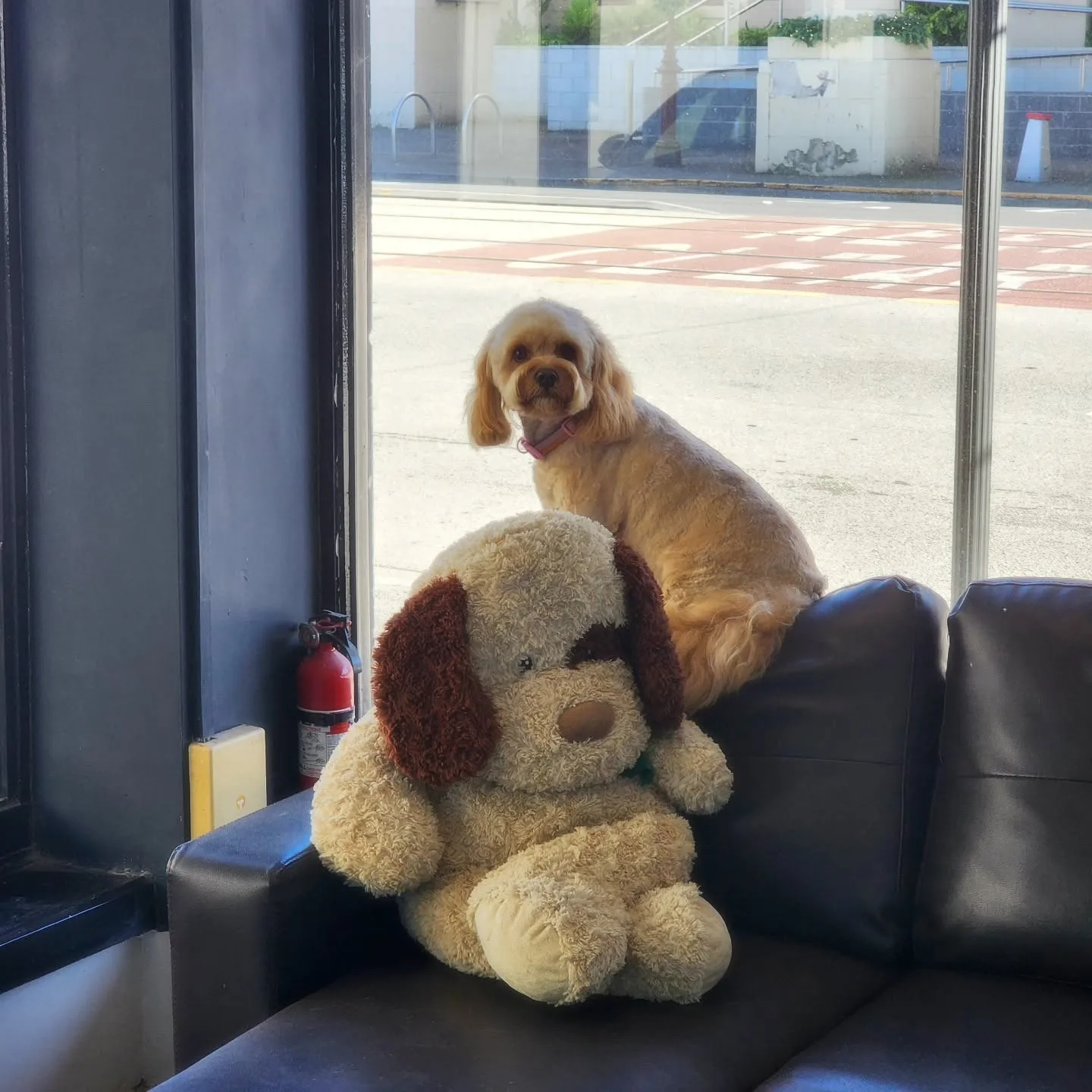 An apricot cavoodle perched on the sofa back looking out the window, the plush dog in front