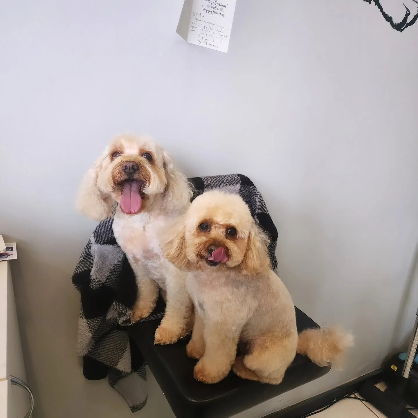 Two cream cavoodles on a black stool with a grey plaid blanket, tongues out