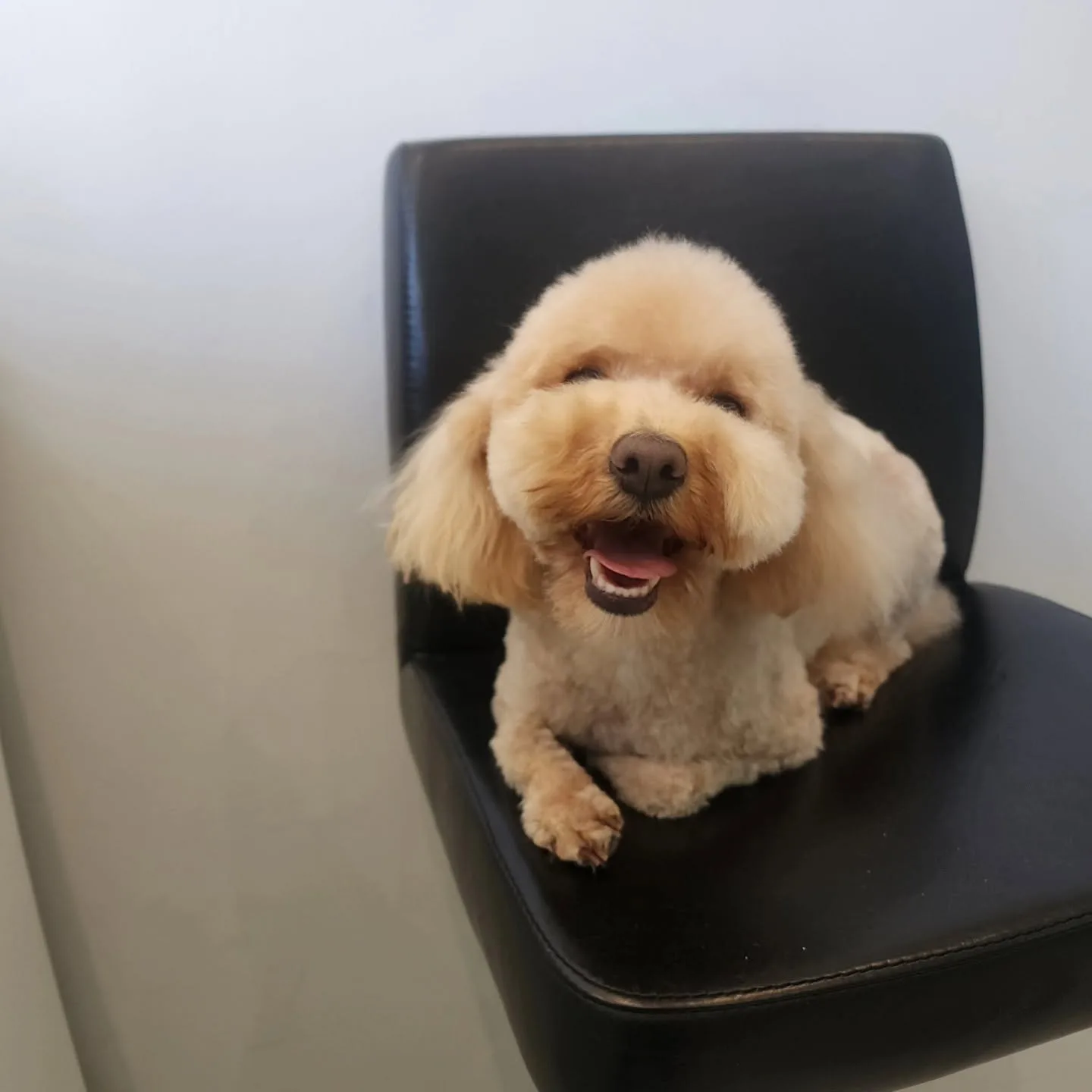 An apricot toy poodle with a rounded scissor-finish head sitting on a black leather chair