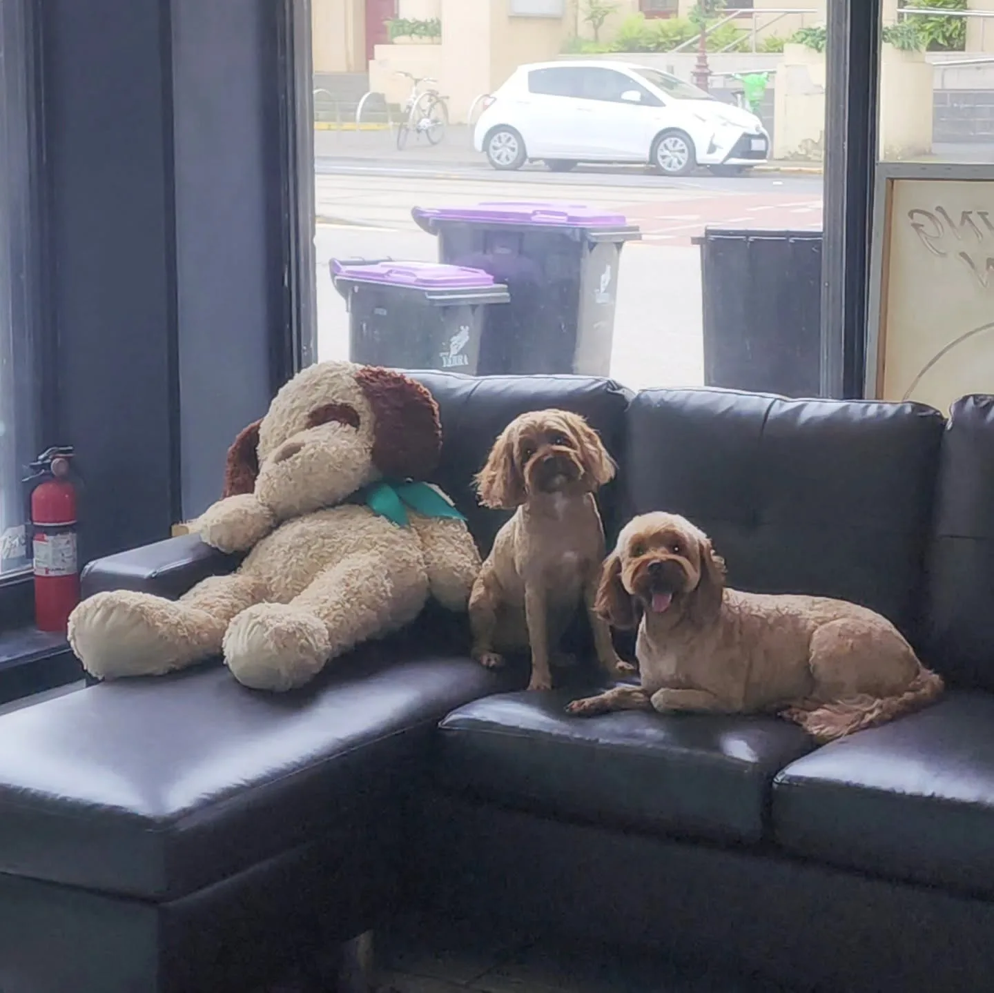 Two groomed cavoodles on the black leather sofa beside the oversized plush toy dog, shopfront window behind