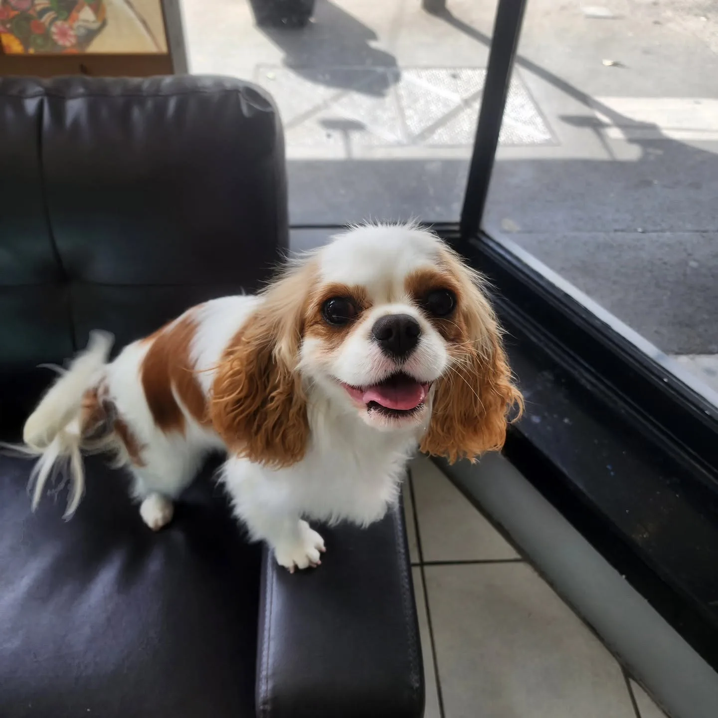 A Cavalier King Charles standing on the sofa arm by the window, tongue out
