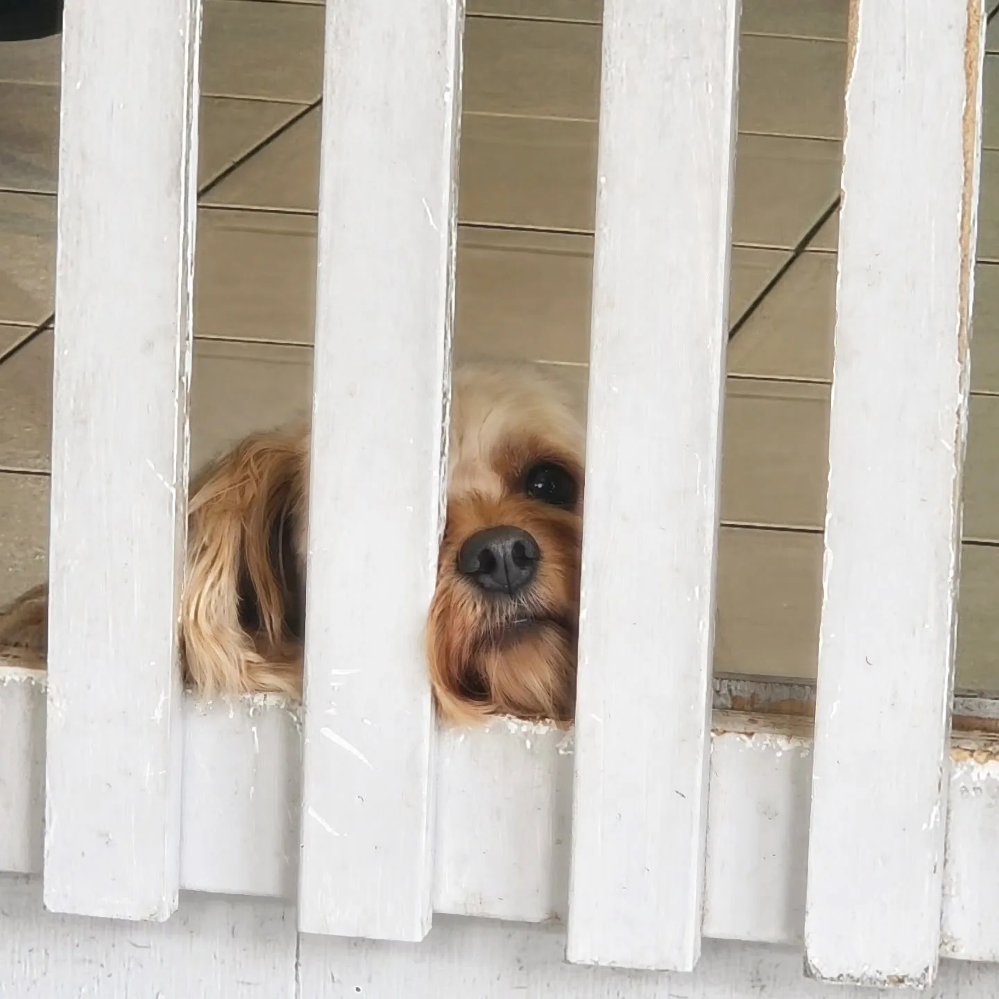 A tan cavoodle's face framed between the white picket gate slats