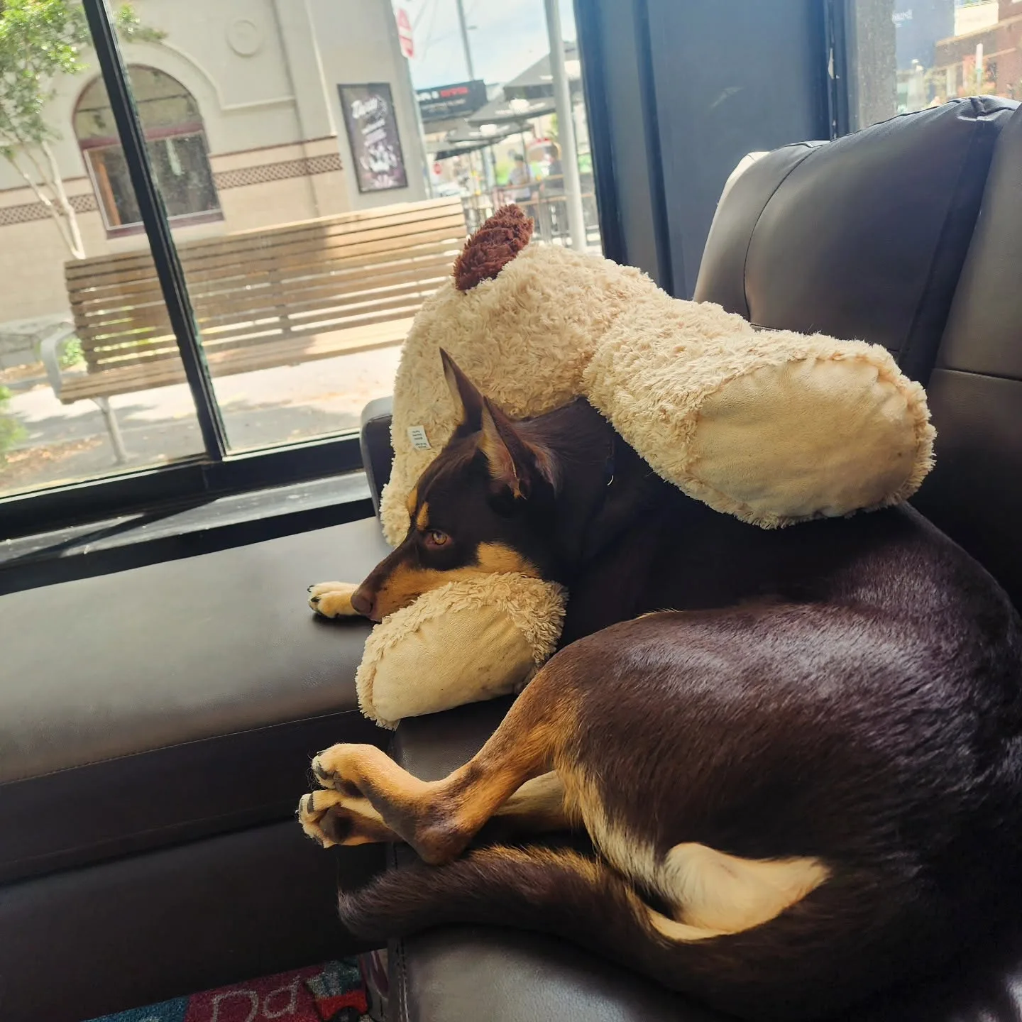A kelpie curled on the black sofa hugging the plush toy dog, looking out at the Richmond street