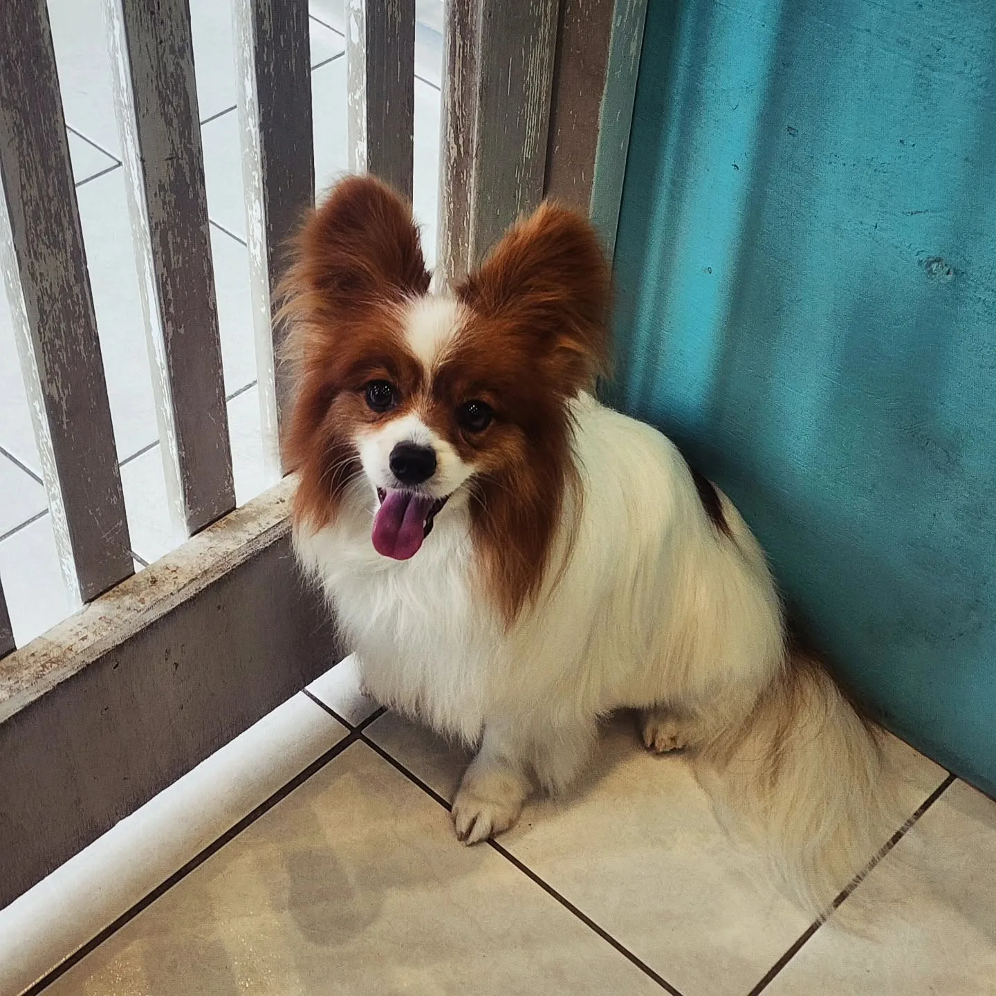 A red-and-white Papillon sitting by the picket gate, ears fanned, tongue out